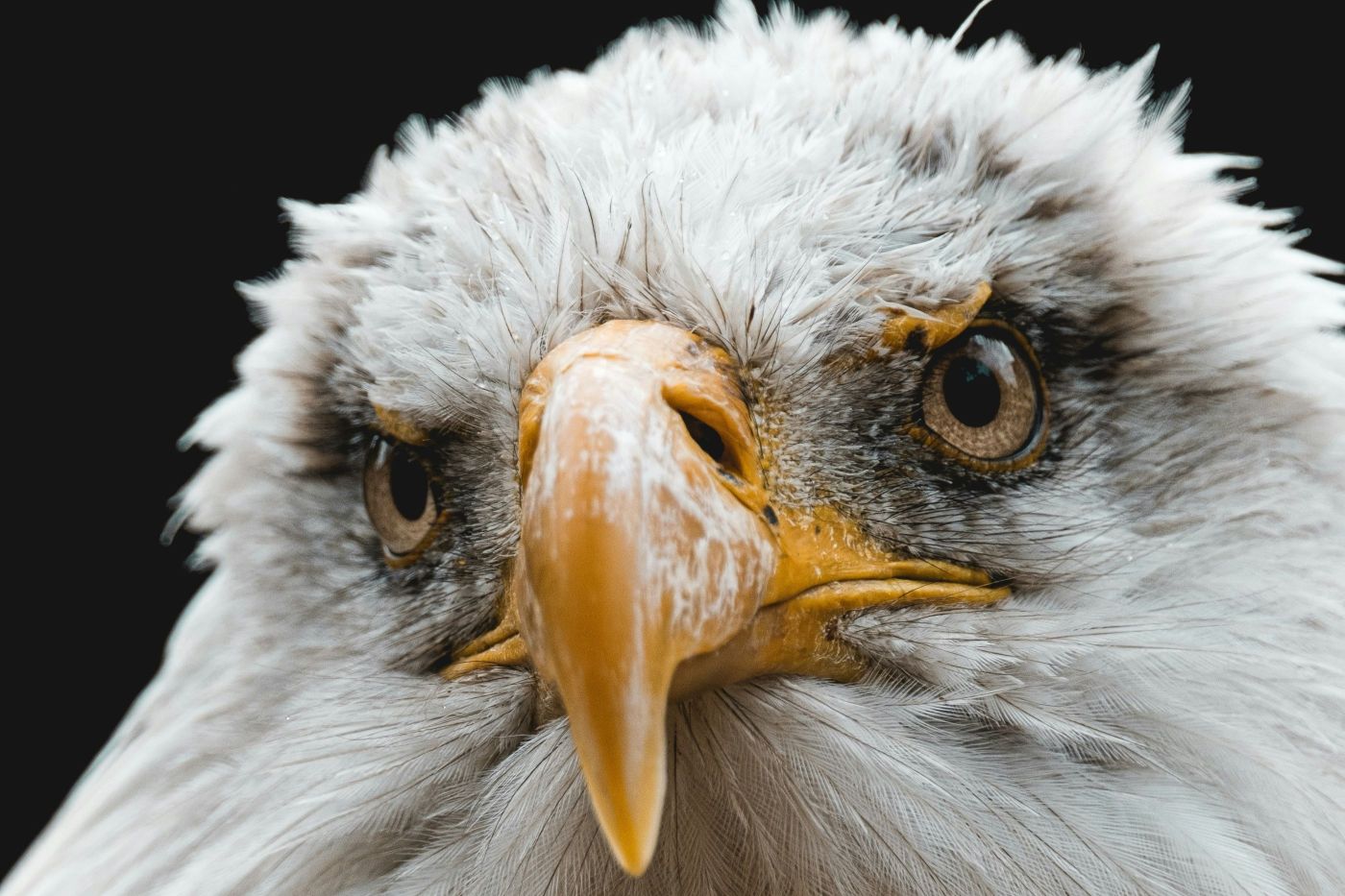 örn